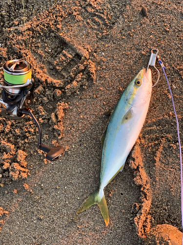 ワカシの釣果