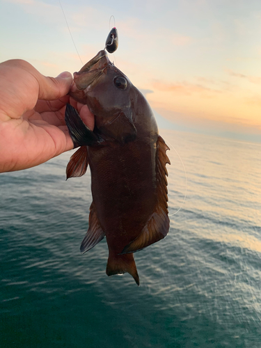 ヤミハタの釣果