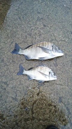 クロダイの釣果