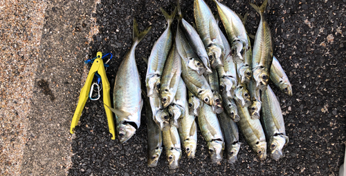 アジの釣果