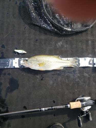 ブラックバスの釣果