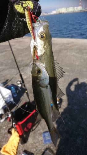 セイゴ（マルスズキ）の釣果