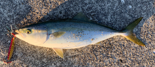 ツバスの釣果