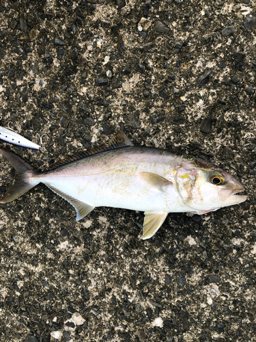 カンパチの釣果