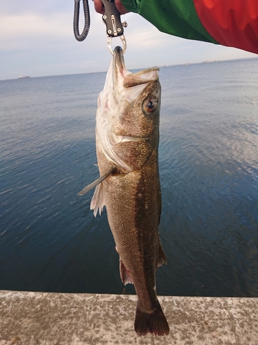 マルスズキの釣果