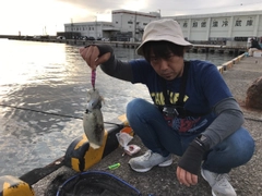 コウイカの釣果