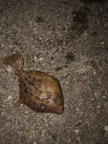 カワハギの釣果