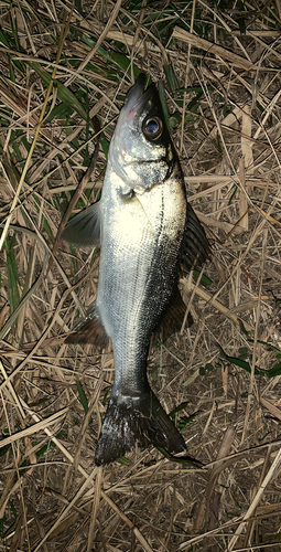 セイゴ（ヒラスズキ）の釣果