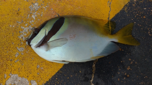 ヒメアイゴの釣果