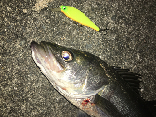 スズキの釣果