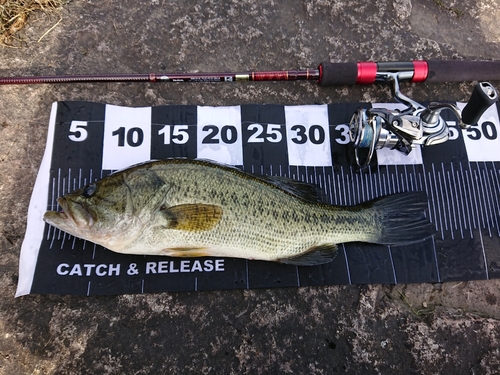 ブラックバスの釣果