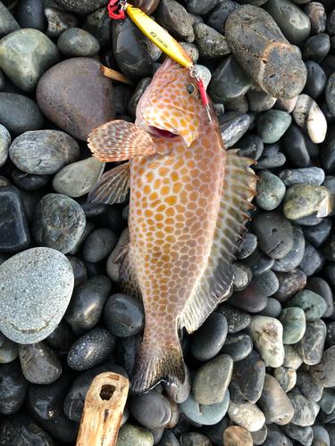 オオモンハタの釣果