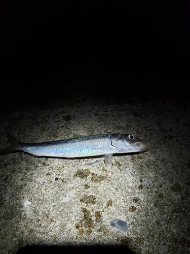 イワシの釣果