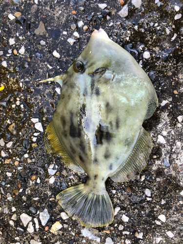 カワハギの釣果