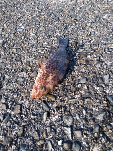 オオモンハタの釣果