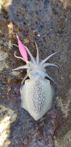 シリヤケイカの釣果