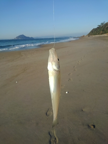 シロギスの釣果