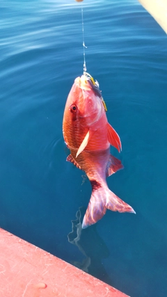 オジサンの釣果