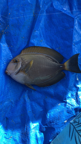 ニセカンランハギの釣果