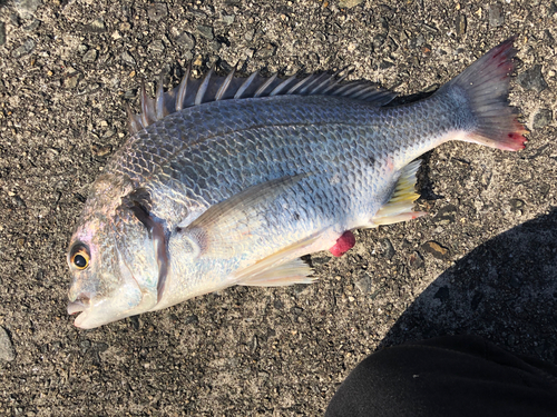 キビレの釣果