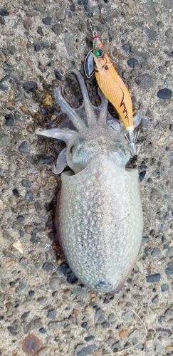 シリヤケイカの釣果