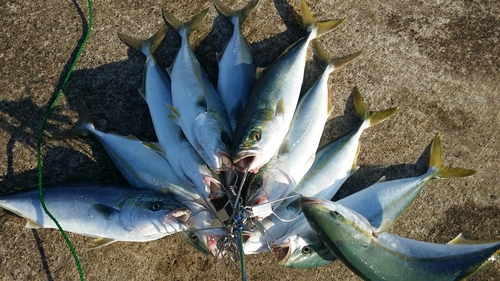 イナダの釣果