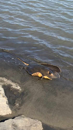 アカエイの釣果