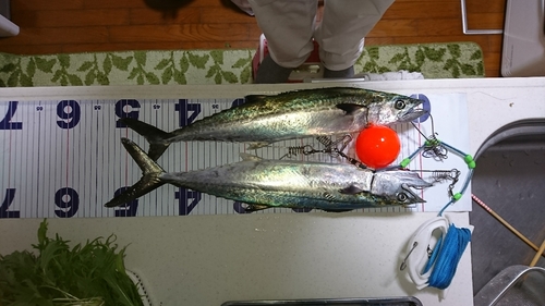 サゴシの釣果