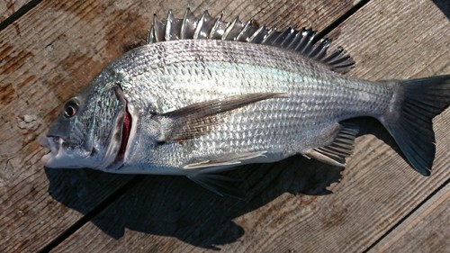 チヌの釣果