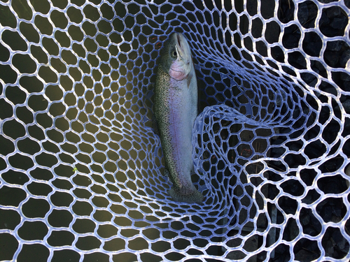 ニジマスの釣果