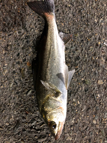 スズキの釣果