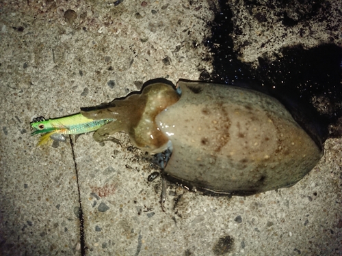 コウイカの釣果