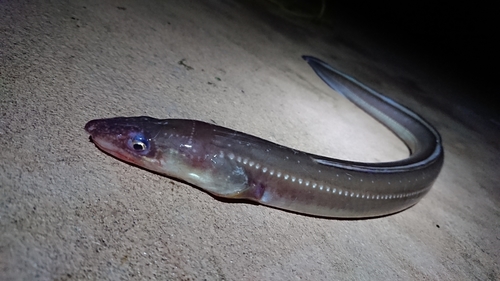 アナゴの釣果