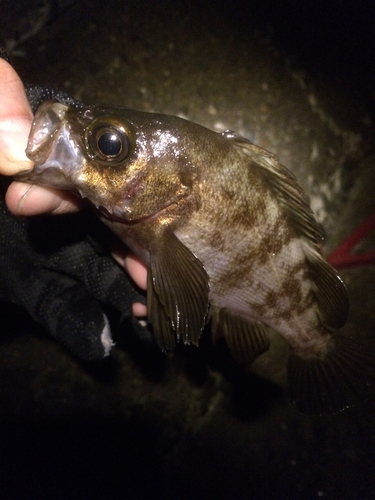 メバルの釣果