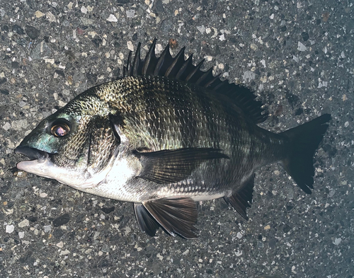 チヌの釣果