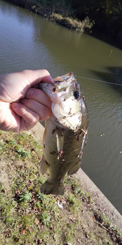 ラージマウスバスの釣果