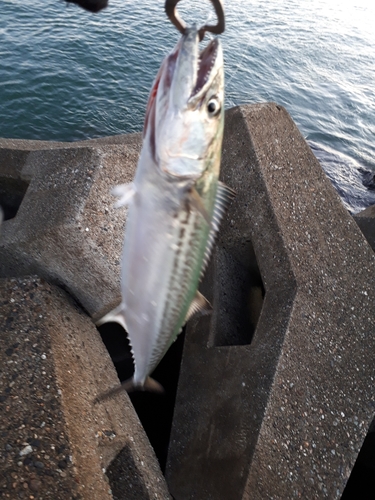 サゴシの釣果