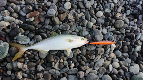 イナダの釣果