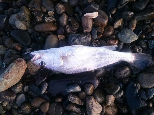 ニベの釣果