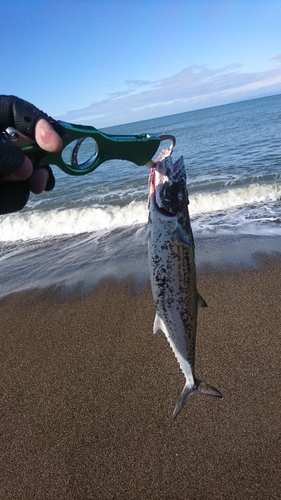 サゴシの釣果