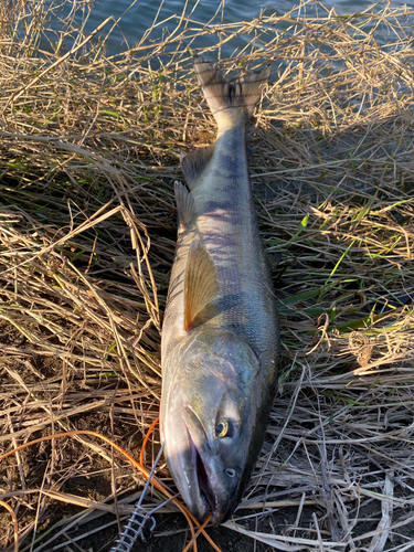 シロザケの釣果