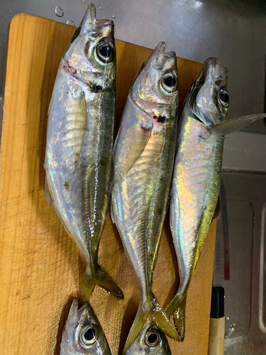 アジの釣果