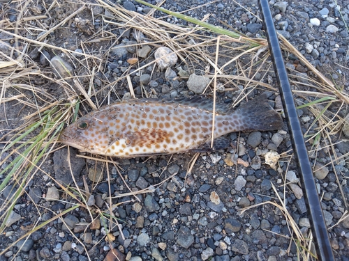 オオモンハタの釣果