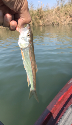 ハスの釣果