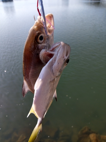 ギンガメアジの釣果