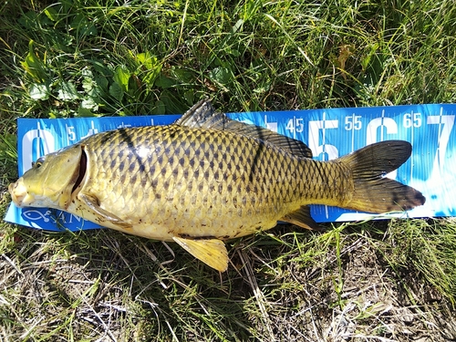 コイの釣果