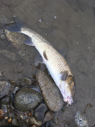 ニゴイの釣果