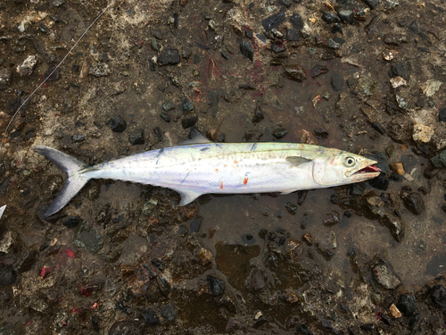 サゴシの釣果