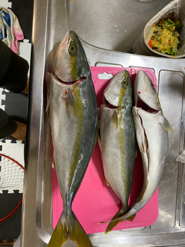 ハマチの釣果