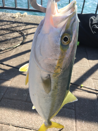 イナダの釣果